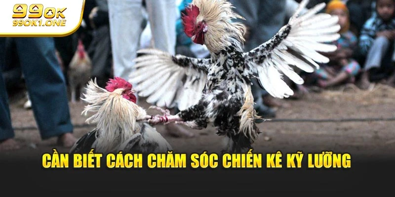Cần biết cách chăm sóc chiến kê kỹ lưỡng