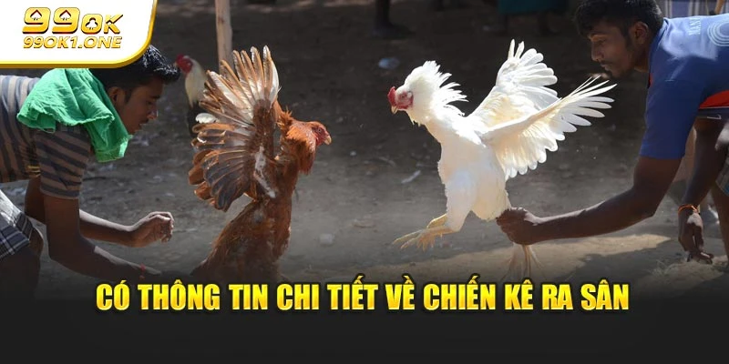 Có thông tin chi tiết về chiến kê ra sân