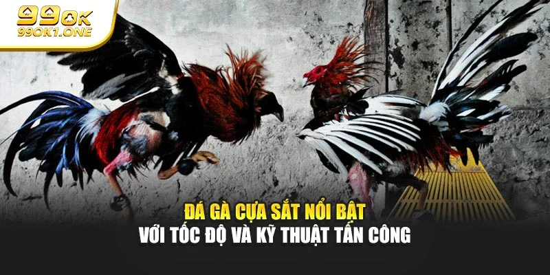 Đá gà cựa sắt nổi bật với tốc độ và kỹ thuật tấn công
