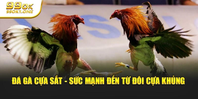 Đá gà cựa sắt - Sức mạnh đến từ đôi cựa khủng