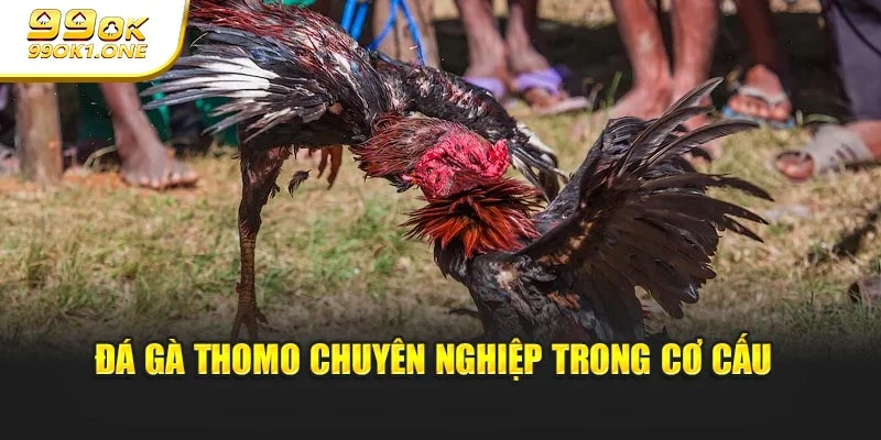 Đá gà thomo chuyên nghiệp trong cơ cấu