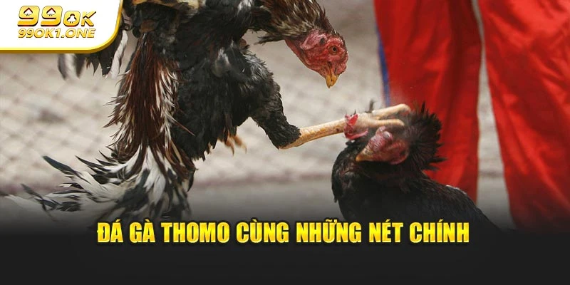 Đá gà Thomo cùng những nét chính