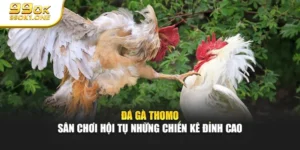 Đá Gà Thomo – Sân Chơi Hội Tụ Những Chiến Kê Đỉnh Cao