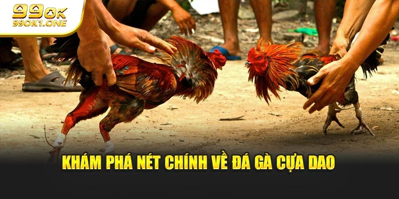 Khám phá nét chính về đá gà cựa dao
