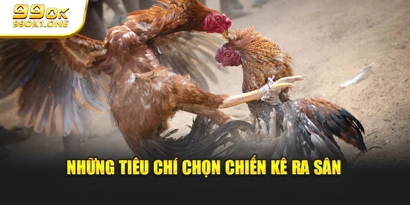 Những tiêu chí chọn chiến kê ra sân