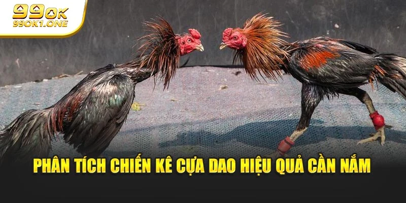 Phân tích chiến kê cựa dao hiệu quả cần nắm