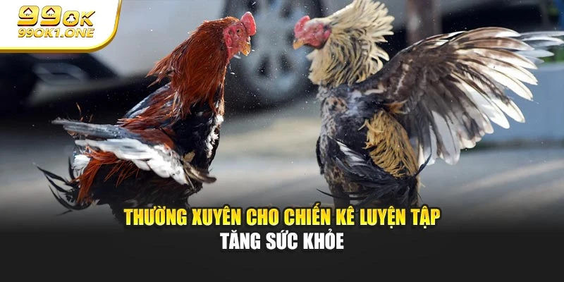 Thường xuyên cho chiến kê luyện tập tăng sức khỏe