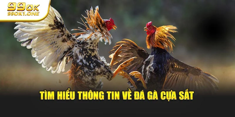 Tìm hiểu thông tin về đá gà cựa sắt